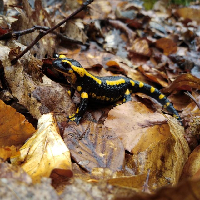 Photo d'une salamandre