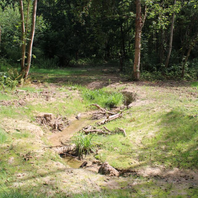 Zone humide en forêt de Montmorency