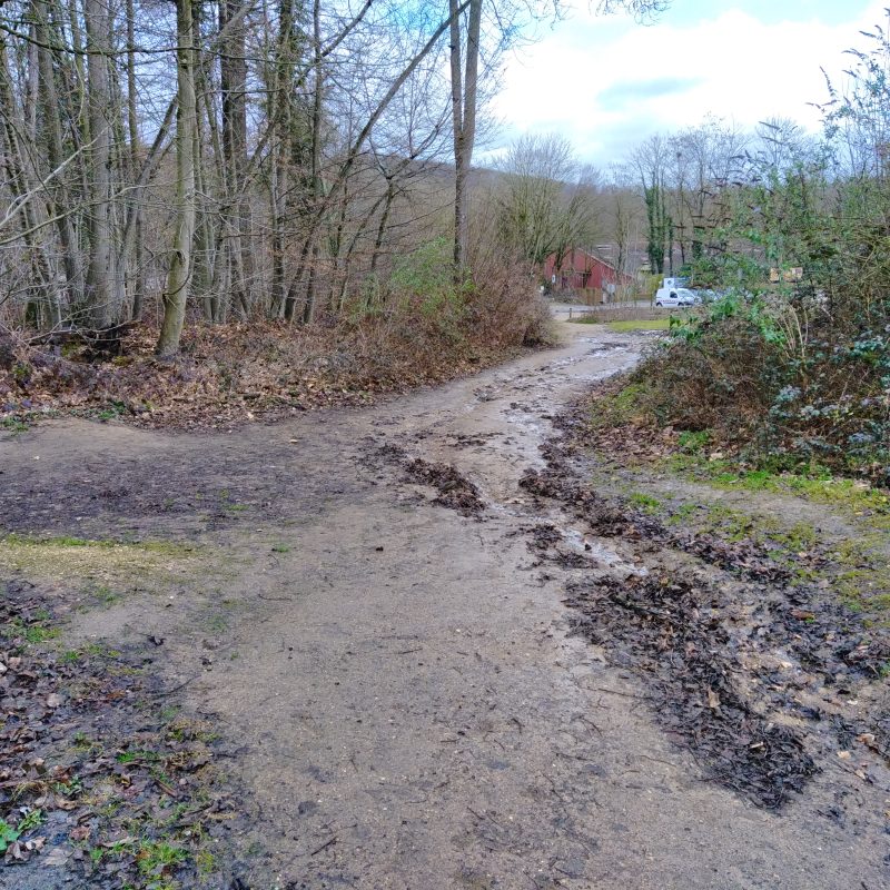 Un chemin boueux en forêt