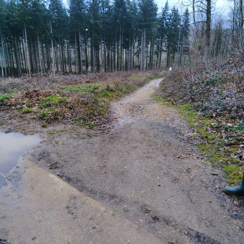 Un chemin boueux en forêt