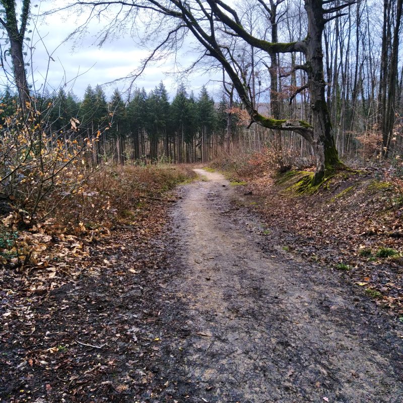 Un chemin en forêt en hiver