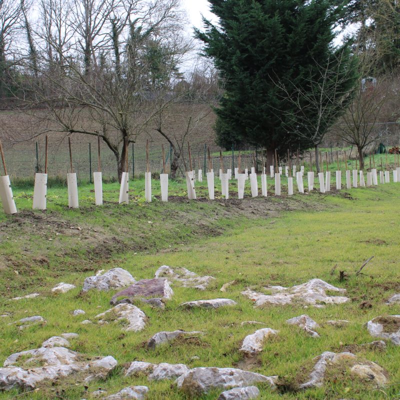 Un champ, des arbres et des gros cailloux