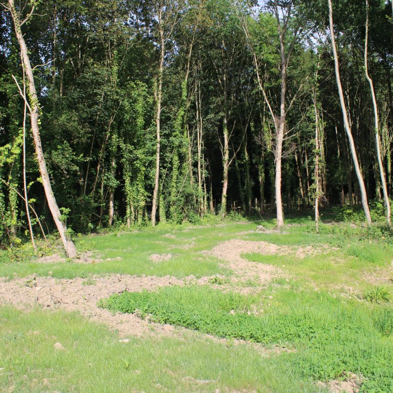 Une zone humide en forêt en été