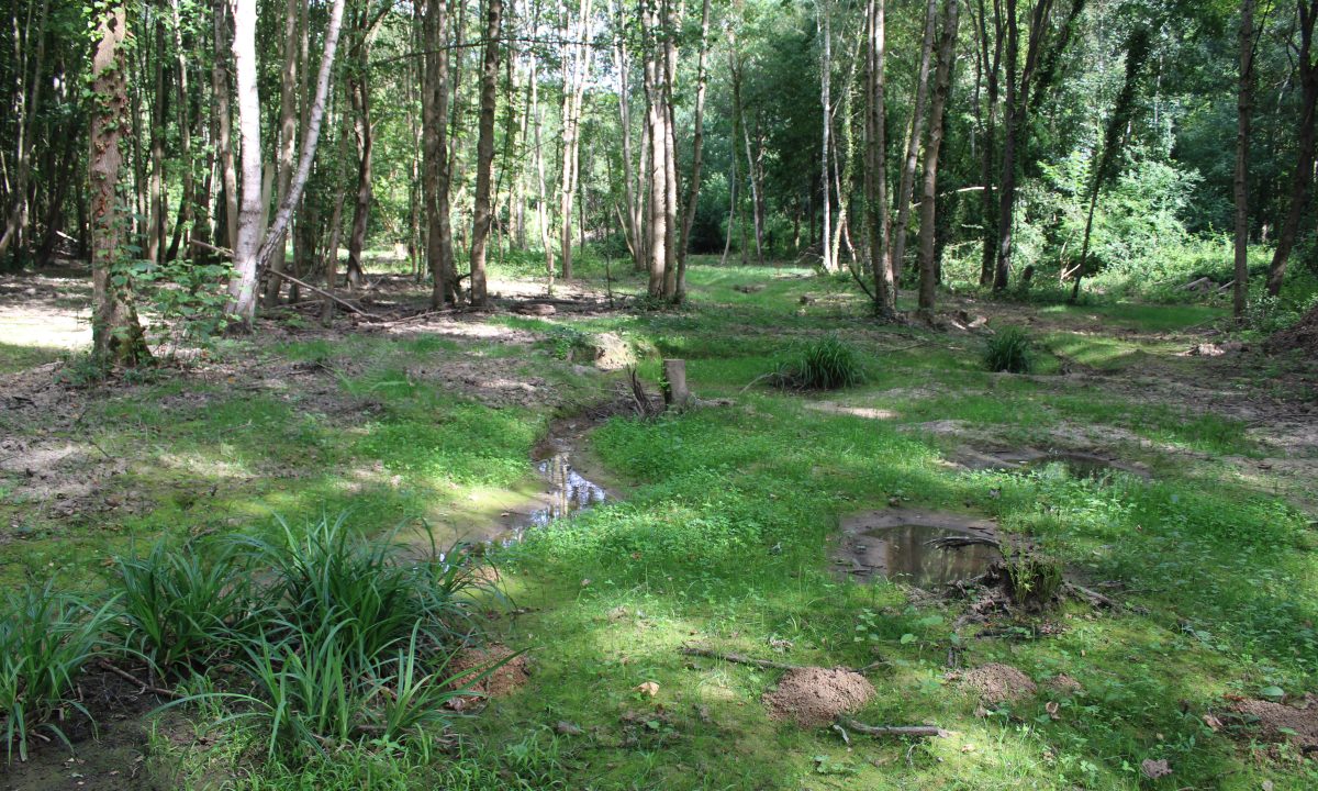 Un petit ruisseau serpente en forêt en été