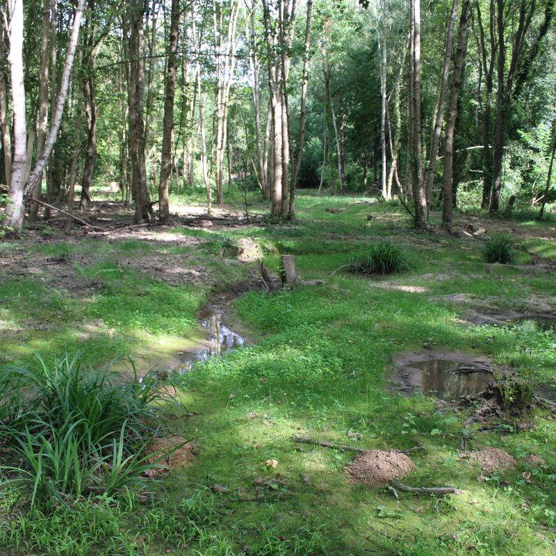 Un petit ruisseau serpente en forêt en été