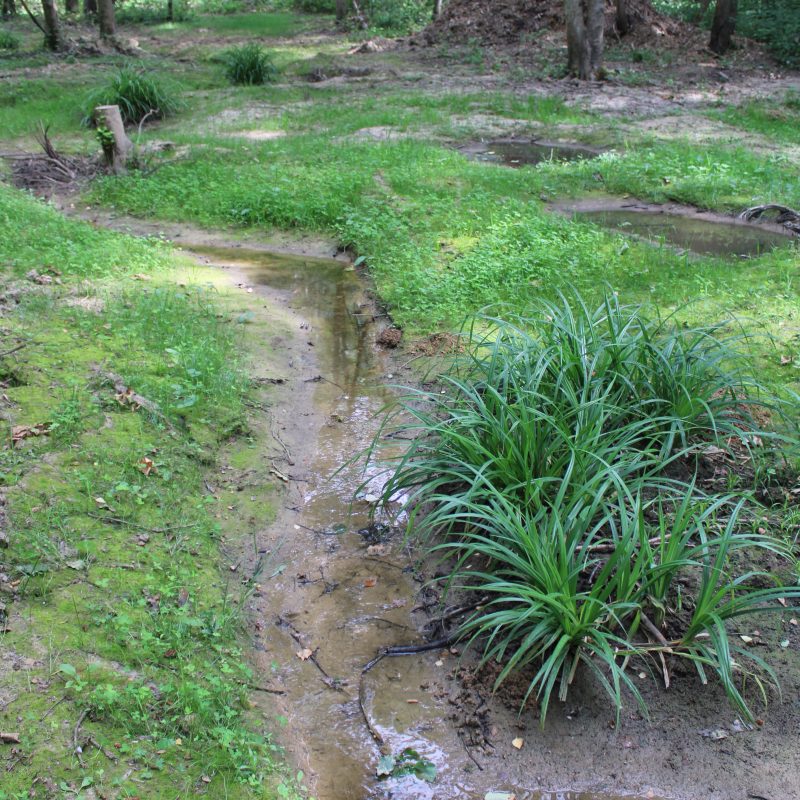 Un petit ruisseau serpente en forêt en été