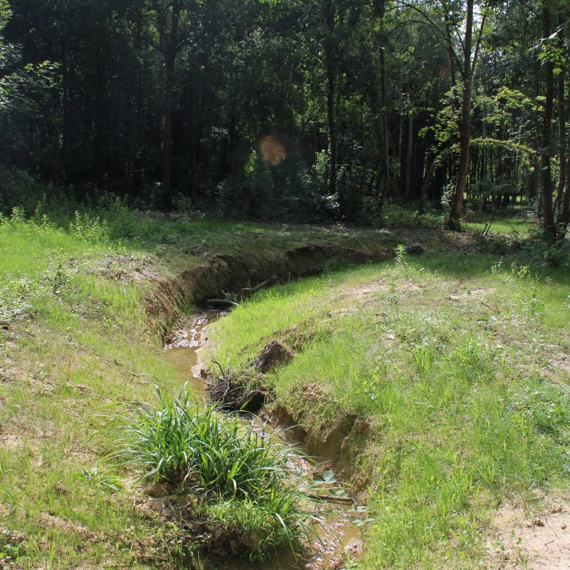 Un petit ruisseau serpente en forêt en été