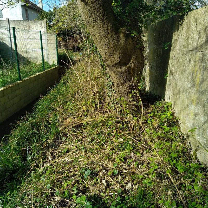 Un petit ruisseau longe un petit mur en béton et sur l'autre rive un gros arbre