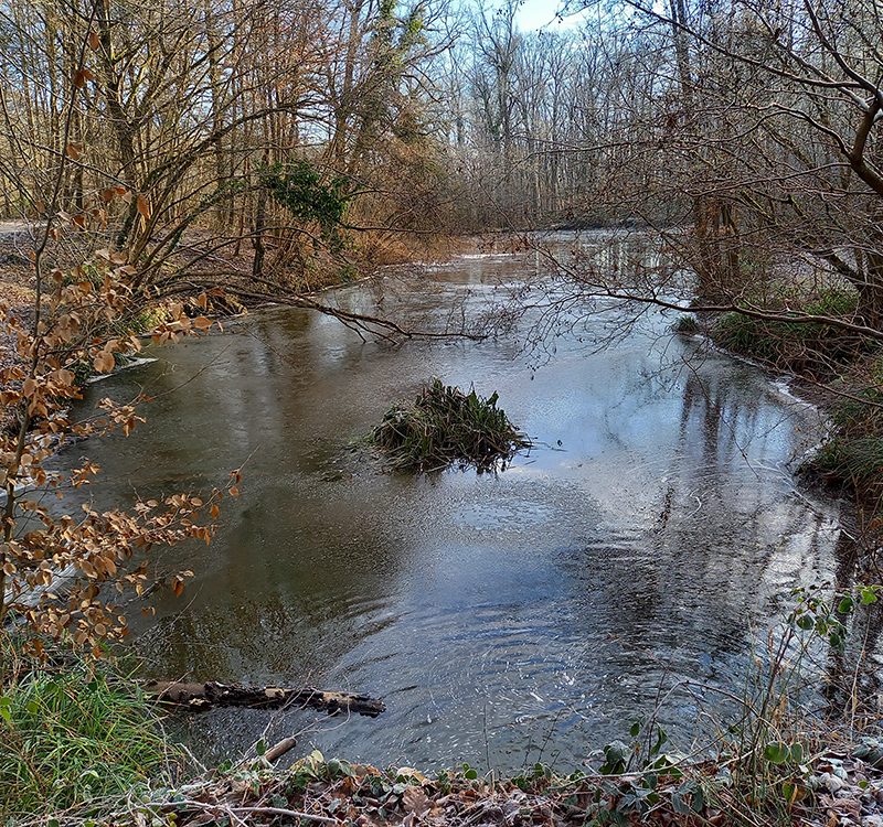 Un étang en hiver entouré d'arbres