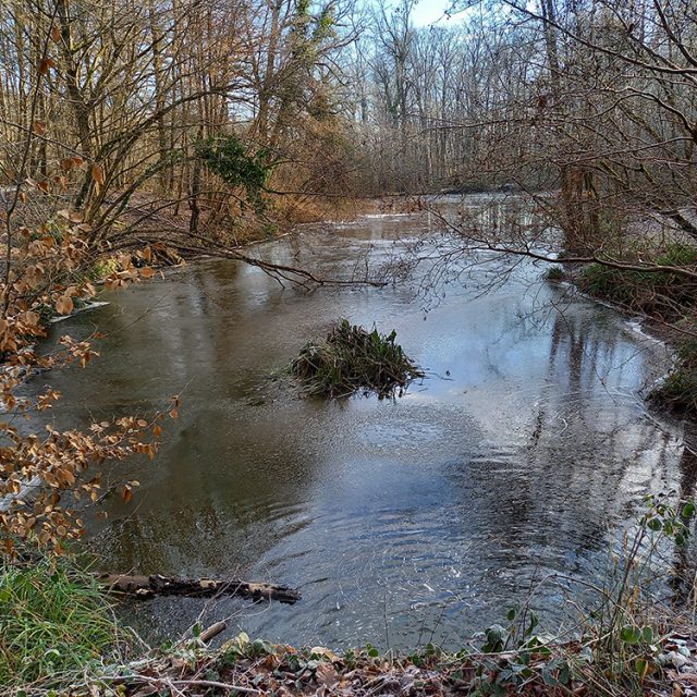 Les étangs Marie - Forêt de Montmorency
