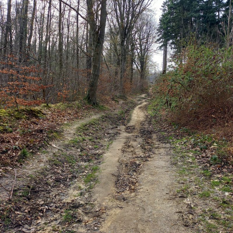 Un chemin en forêt en hiver
