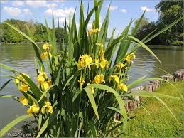 Entretien riviere iris