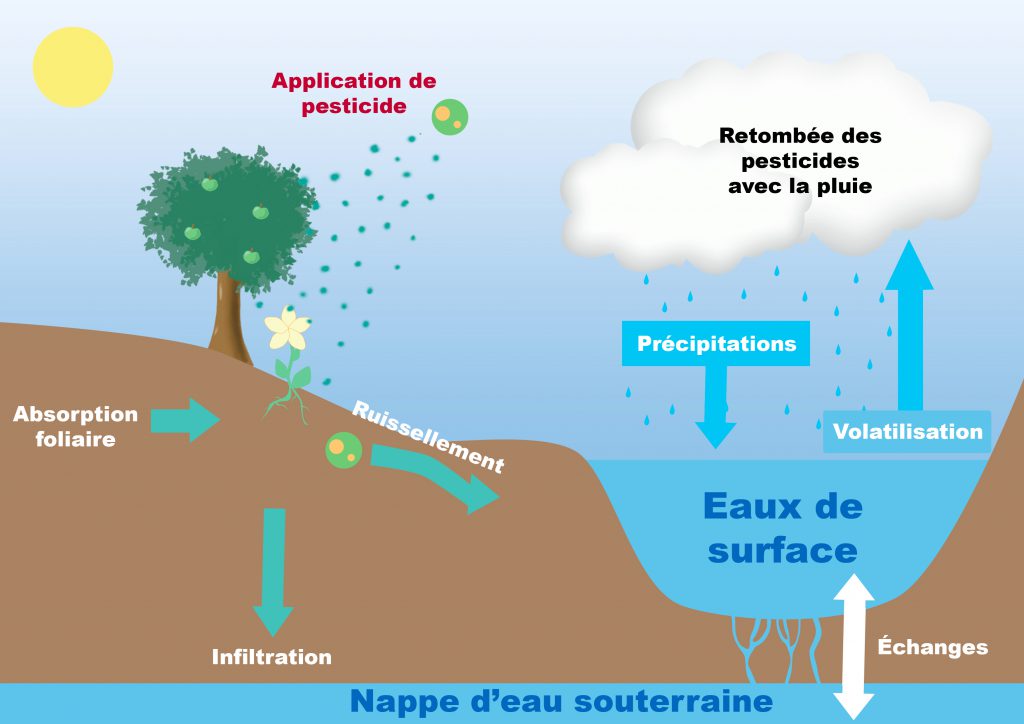 Comment les pesticides se retrouvent dans les eaux souterraines ou de surface