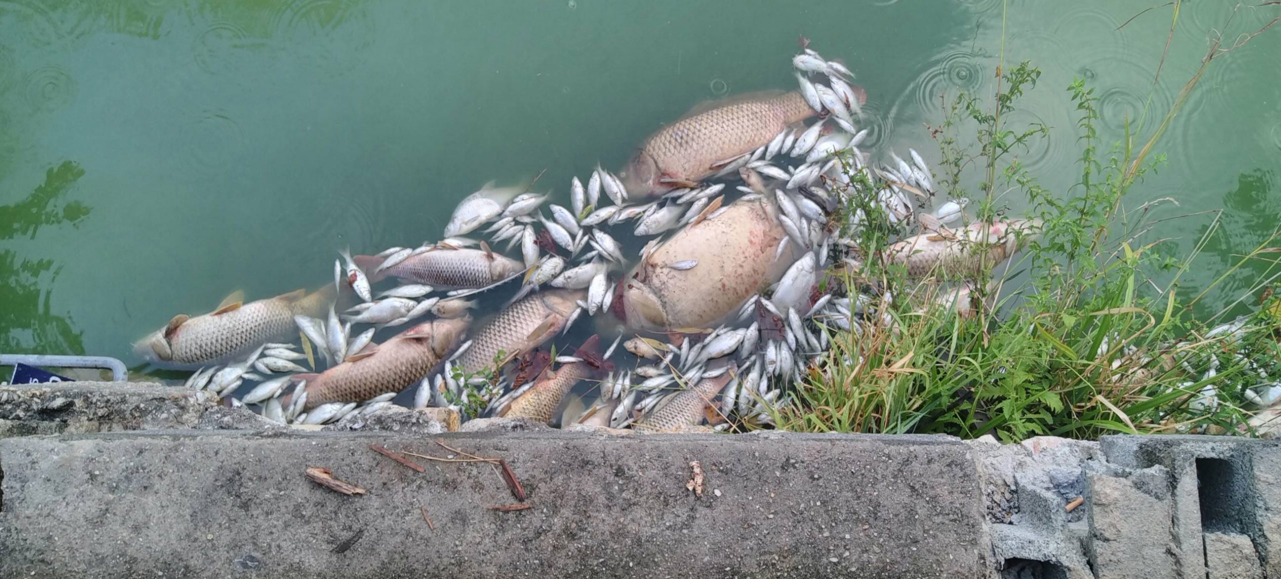 Photos de poissons morts