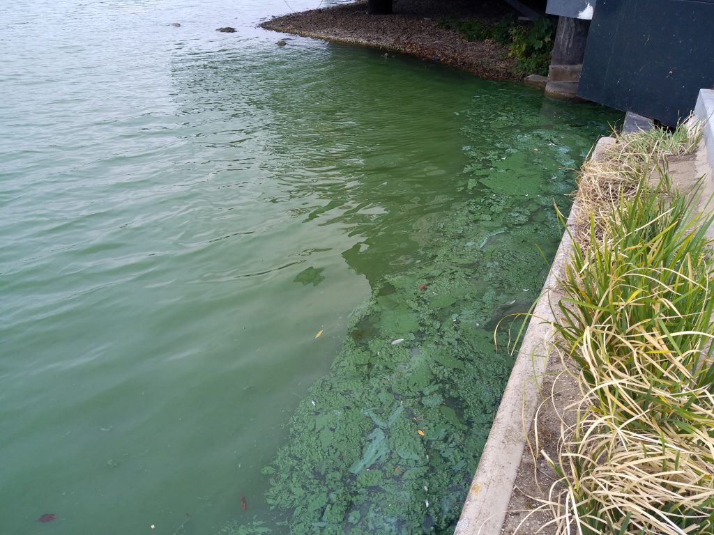 cyanobactéries lac d'Enghien