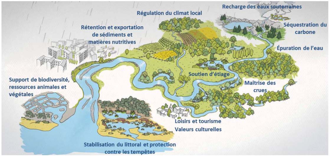 Schéma services écologiques rendus par les zones humides