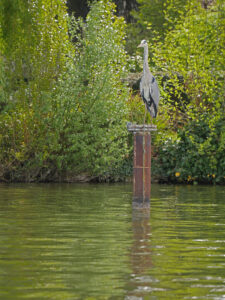 Héron perché au milieu du lac d'Enghien-les-Bains