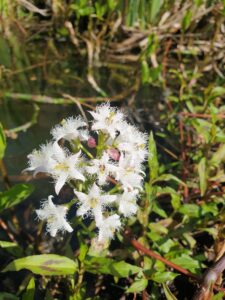 Menyanthes trifoliata, appelé également trèfle d'eau dans une mare.