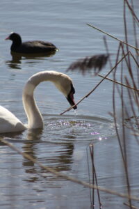 La goutte du Cygne Un cygne blanc se penche dans le lac paisible pour boire. Une goutte d’eau tombe de son bec.