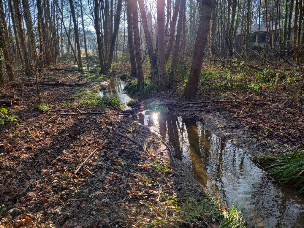 Restauration d'une zone humide